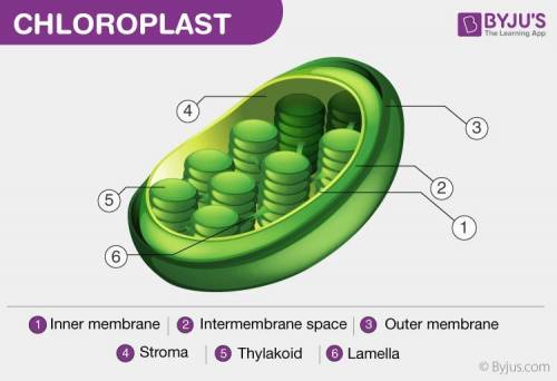 ASAP

This organelle has a green pigment that absorbs sunlight.
A. Mitochondrion
B. Chloroplast
C. V