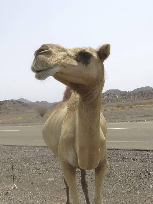 A camel is lost in the desert. It is not finding any food or water. It needs 9000 kilo calorie energ