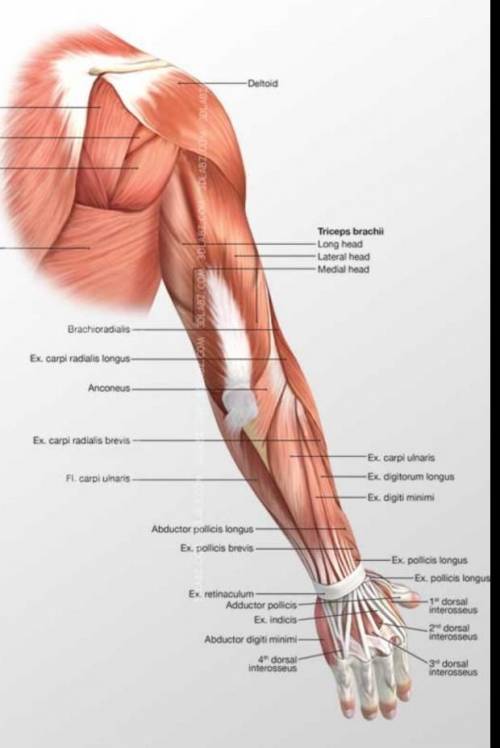 Please help I have one more attempt. I need help labeling the upper muscles of the arm.
