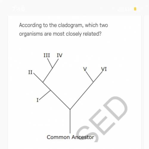 According to the cladogram, which two organisms are most closely related?