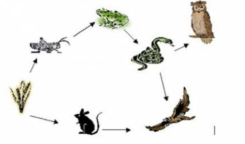 PLEASE HELP!! Look at the diagram of the food web. The arrows means “eaten by.” What will happen if