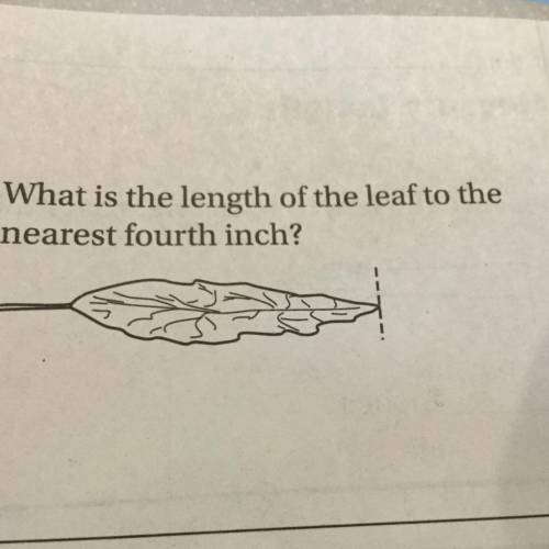 What is the length of the leaf to the nearest fourth inch