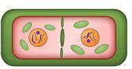 Please help quickly!!! Will mark Brainliest! Which image represents cytokinesis in a plant cell?