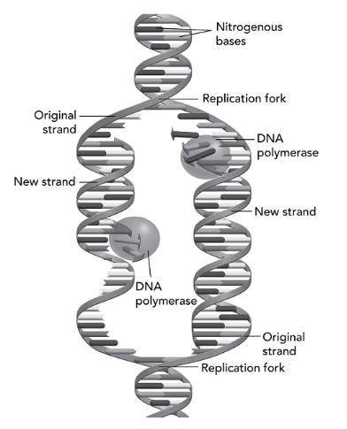 The diagram represents a model of DNA replication. The diagram shows a strand of DNA being replicate