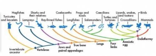 The cladogram above diagrams the evolutionary history of chordates. Which structural adaptation led