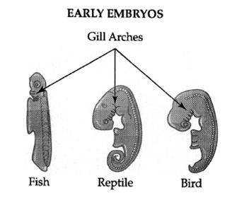 The diagram below shows the early embryos of a fish, reptile, and bird. What evidence do you see cou