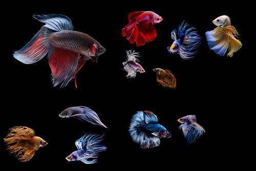 Betta splendens is a common pet. In the wild, most males are red and most females are brown. However