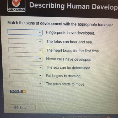 Match the signs of development with the appropriate trimester