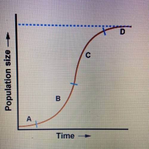 At which point in the graph has the population reached carrying capacity?  A.) Point D B.) point A