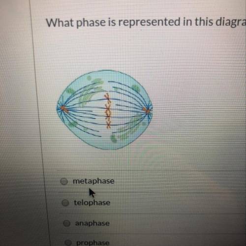 What phase is represented in this diagram of an animal cell?