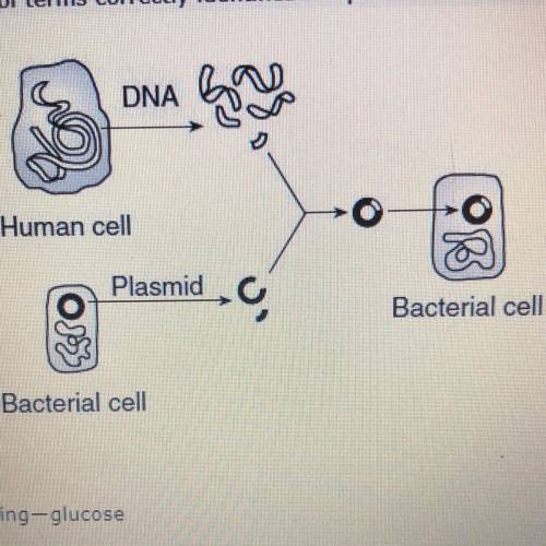 What procedure is happening in this diagram?  Replicating- glucose  Genetic engineering- insulin  Se