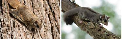 HELPPPPPP! The picture shows two different species of mammals that use wings to glide among tree top