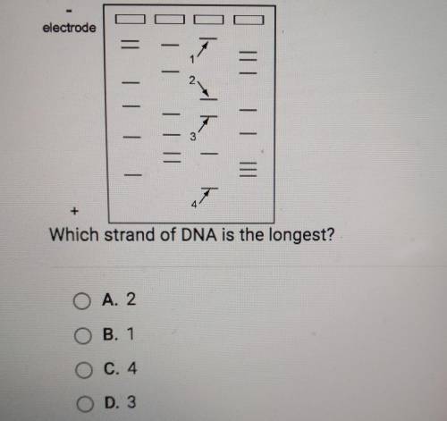 Which strand of DNA is the longest?o A. 2O B. 1O c. 4O D. 3