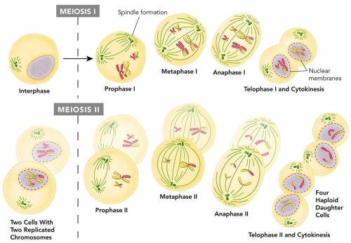 Refer to the stages of Meiosis shown in Figure 12-17. Events in which stages determine the assortmen
