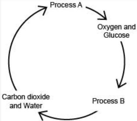 The diagram below shows the interrelationship between two processes. Within which organelle do Proce