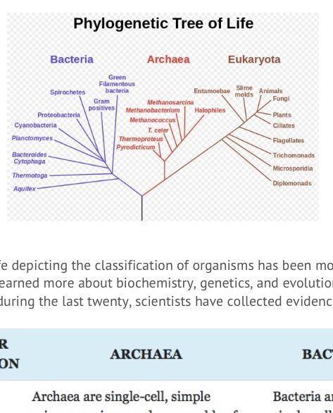 What can be inferred from the phylogenetic tree shown? A) Plants existed before bacteria did.  B) Ba