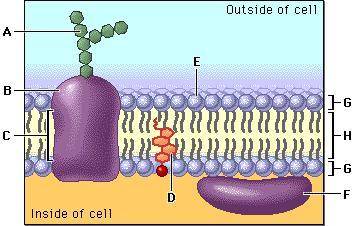Biology Question:  In the diagram, structure A corresponds to: a) a carbohydrate b) a protein  c) a
