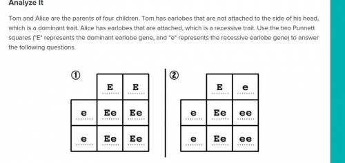 What is the likelihood that the children in square 1 will have earlobes that are not attached?