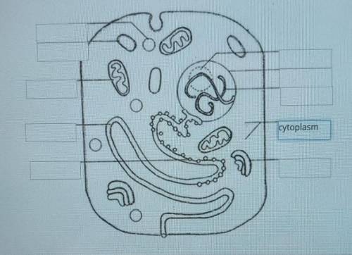 Label the following structures on the animal cell below. Use correct spelling, do not abbreviate.