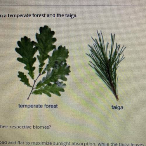 The images show examples of leaves from a temperate forest and the taiga. How do the leaves help tre