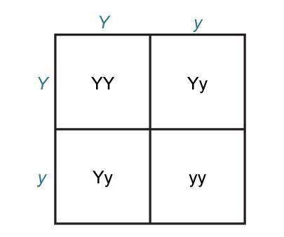 The Punnett square shows the possible genotype combinations of two parents who are heterozygous for