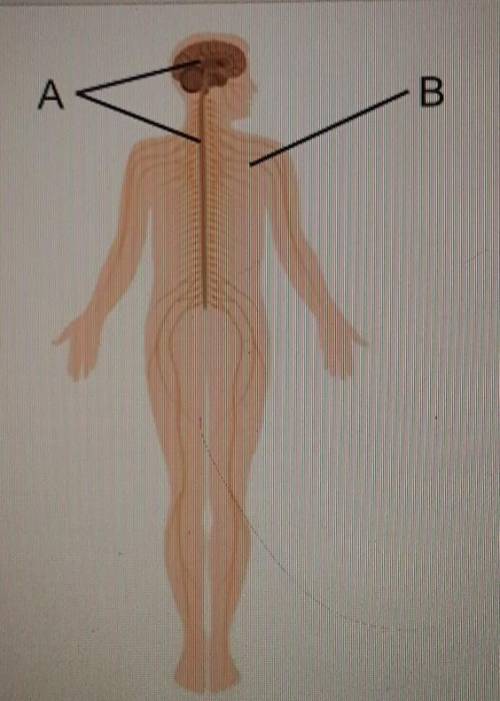 Identify the parts of the nervous system.A._____B._____