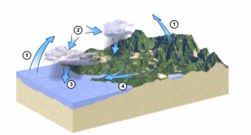 For this question, look at the hydrologic cycle diagram. Select the number that represents runoff on