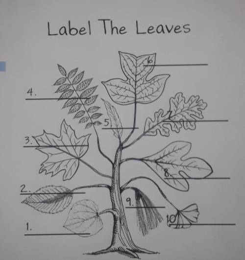 Label The LeavesOakPineTulipBlack WalnutElmSassafrasWillowMapleGinkgoRed Bud