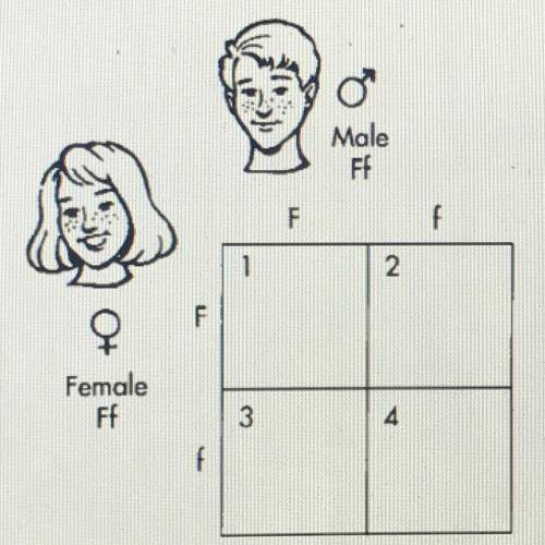 21. Refer to the illustration above. The child represented in box 1 in the Punnett square would a. b