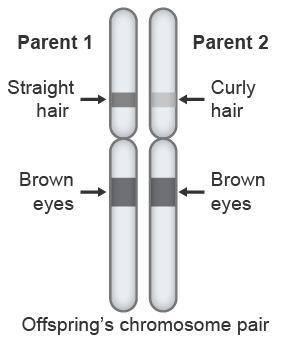 PLZ HELPThe diagram shows a chromosome pair for an offspring.Which best describes the inheritance of