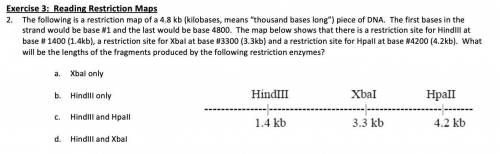 PLEASE HELP: The following is a restriction map of a 4.8 kb (kilobases, means “thousand bases long”)