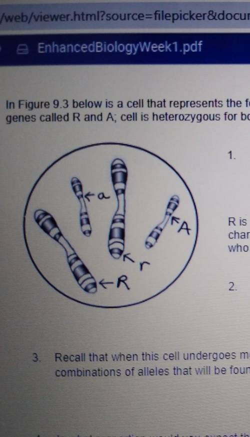 PLZ HELP THANK UIn Figure 9.3 below is a cell that represents the following conditions: diploid, two