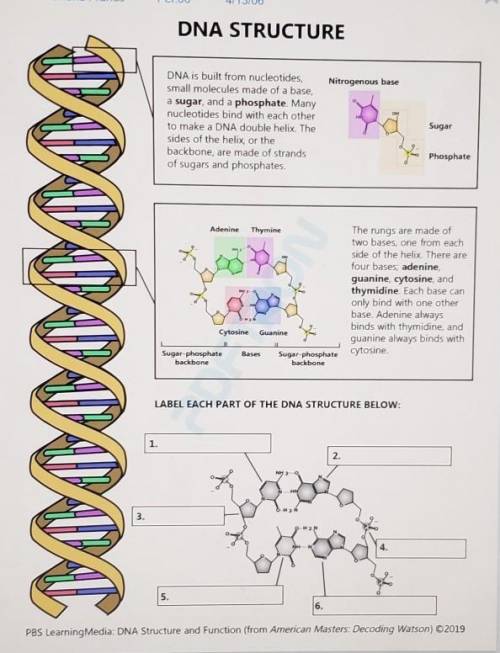 LABEL EACH PART OF THE DNA STRUCTURE BELOW:1.2.3.4.5.6.PLEASE HELP!!