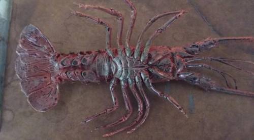 Look at the lobster. How many walking legs does it have and which Order does it belong to?