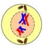 What phase does not occur between meiosis I and meiosis II, which results in haploid daughter cells?