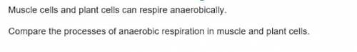 Compare the processes of anaerobic respiration in muscle and plant cells