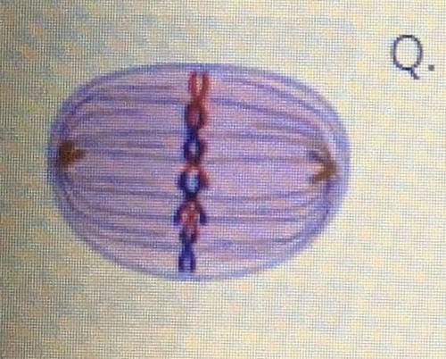 Q. What phase of mitosis is occuring in the picture? answer choices Prophase Metaphase Cytokinesis T