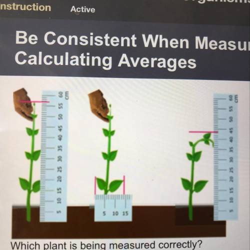 Which plant is being measured correctly? Plant A Plant B Plant C