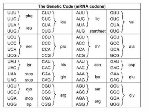 11. look at problem 11. what if the mRNA has a frameshift mutation and lost the 3rd C in the second