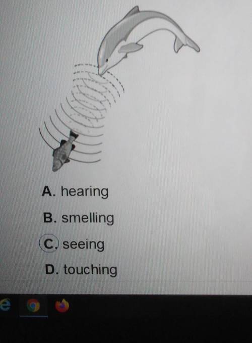 4. Look at the picture. The dolphin uses sound to findfood in the water. Which sense helps people an