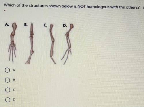 Which of the structures shown below is NOT homologous with the others?