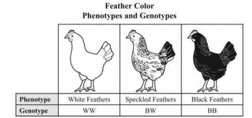 What are the possible phenotypes of offspring produced when a rooster with black feathers is crossed