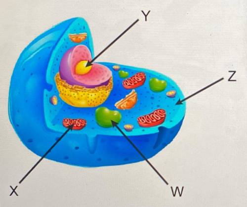 Use this diagram of an animal cell to answer the question. Where does the first stage of cellular re
