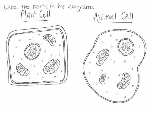 Label the parts in the diagrams (Plant Cell and Animal Cell) Please help!