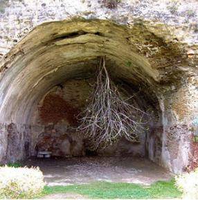 An image of a plant growing in a tunnel is shown.Which tropism is best illustrated?phototropism grav