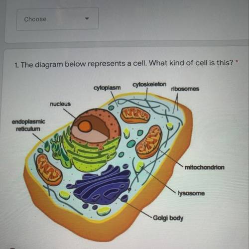What type of cell is this. Prokaryote or eukaryote