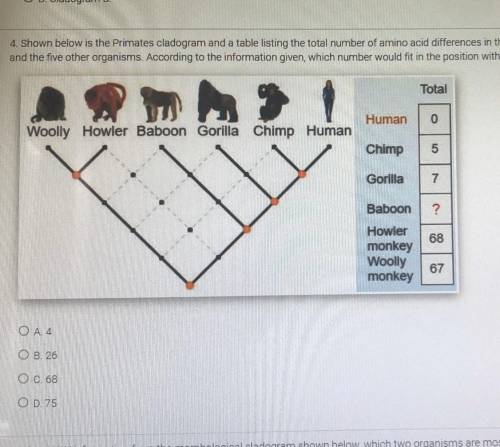 Shown below is the Primates cladogram and a table listing the total number of amino acid differences