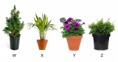 Study the images of four different plants. Based on the observable shared characteristics, which two
