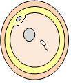 There are many developmental stages that a human undergoes between fertilization and birth.What stag