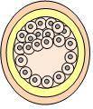 There are many developmental stages that a human undergoes between fertilization and birth. What sta